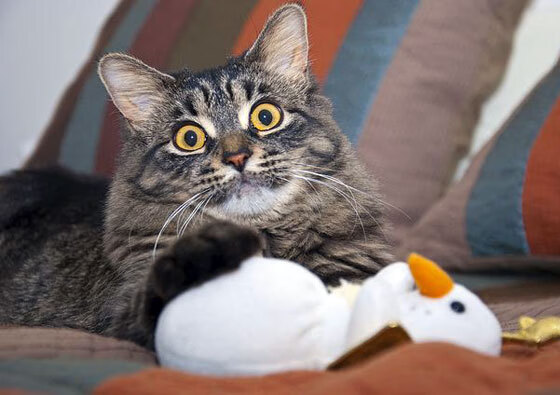 北欧双城记,奥亚尔萨瓦尔个人秀难救主,丹麦客场擒冰岛展现实力碾压